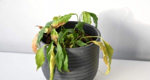 Reviva su planta de interior:una guía completa para el rescate de plantas 