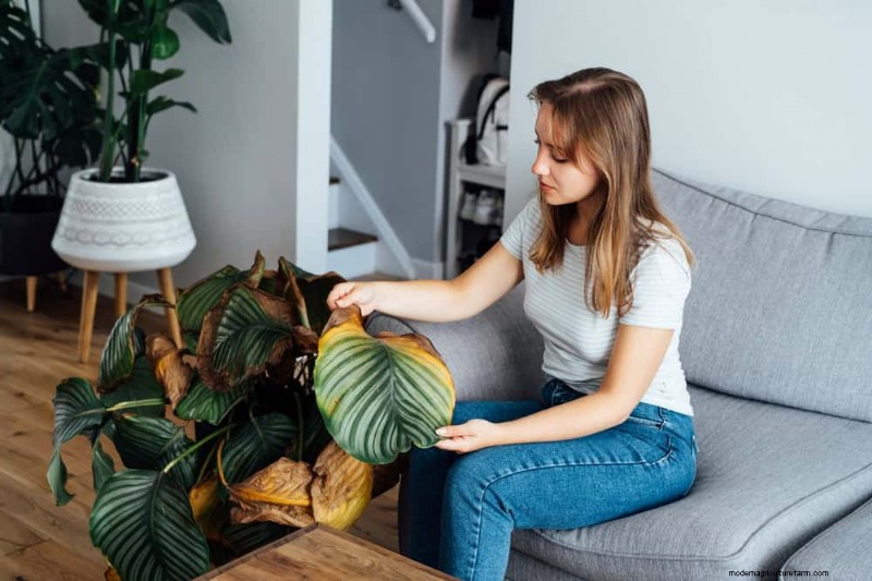 観葉植物を復活させる:植物救出の完全ガイド 