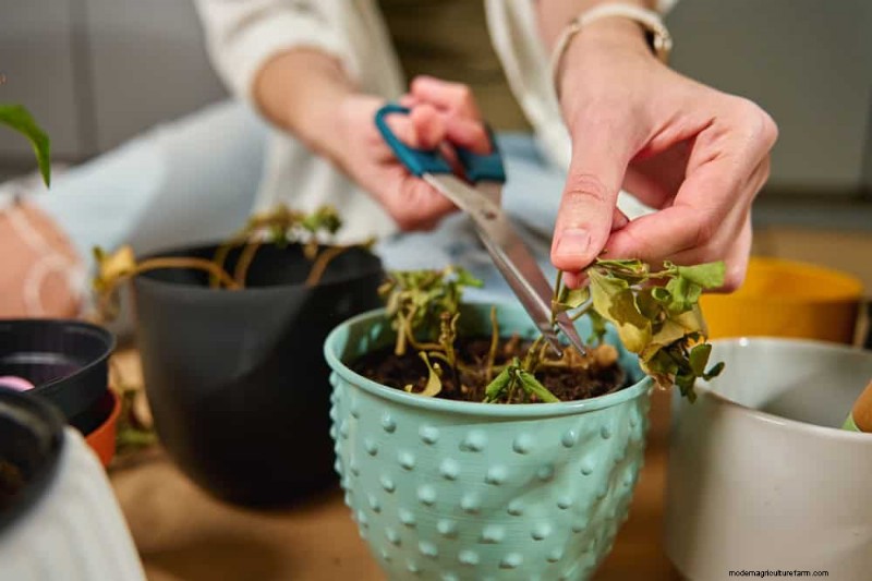観葉植物を復活させる:植物救出の完全ガイド 