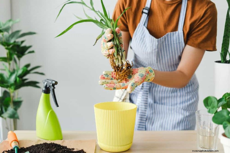 観葉植物を復活させる:植物救出の完全ガイド 