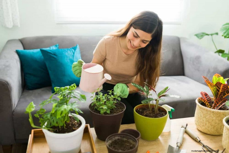 観葉植物を復活させる:植物救出の完全ガイド 