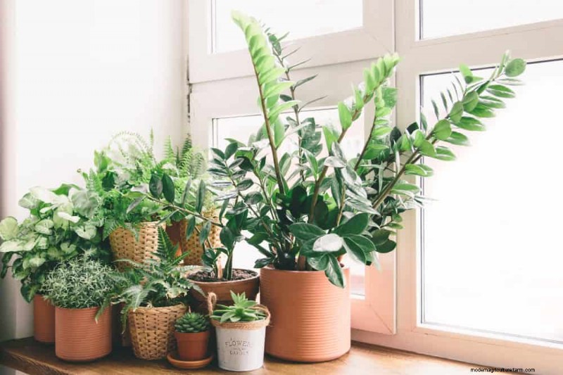 観葉植物を復活させる:植物救出の完全ガイド 