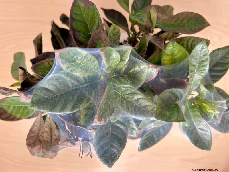 観葉植物を復活させる:植物救出の完全ガイド 