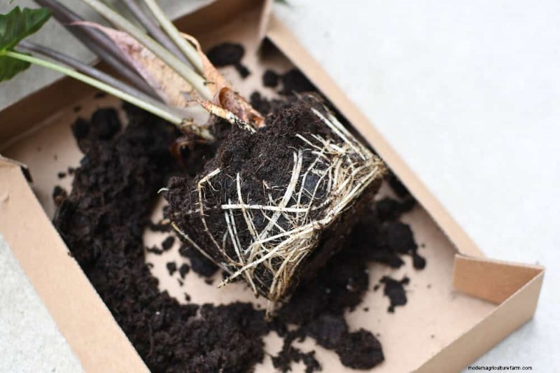 観葉植物を復活させる:植物救出の完全ガイド 