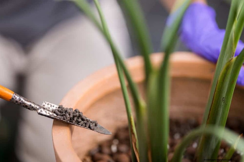 観葉植物を復活させる:植物救出の完全ガイド 