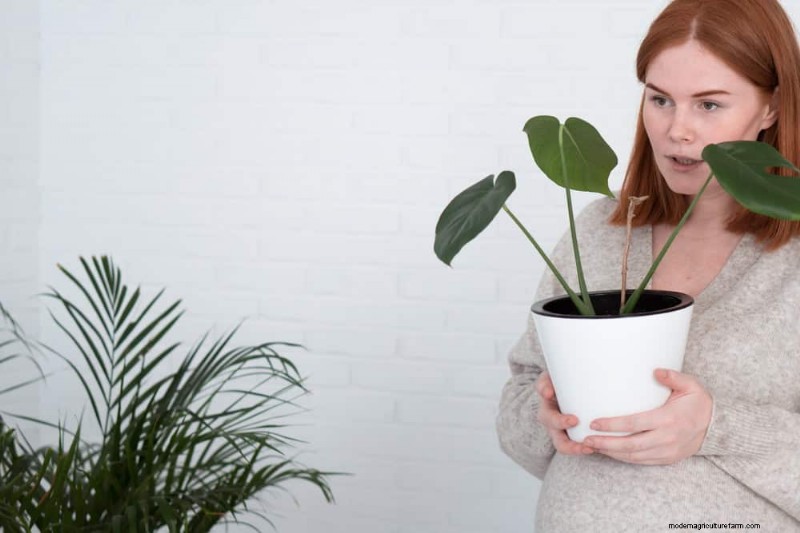 観葉植物を復活させる:植物救出の完全ガイド 