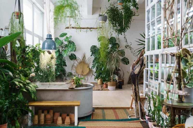 観葉植物を復活させる:植物救出の完全ガイド 