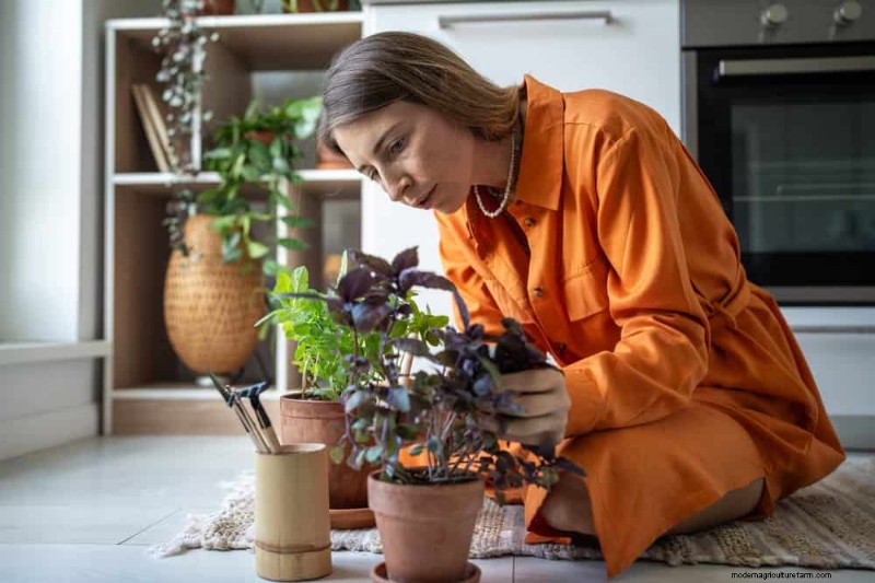 観葉植物を復活させる:植物救出の完全ガイド 