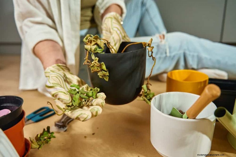 観葉植物を復活させる:植物救出の完全ガイド 