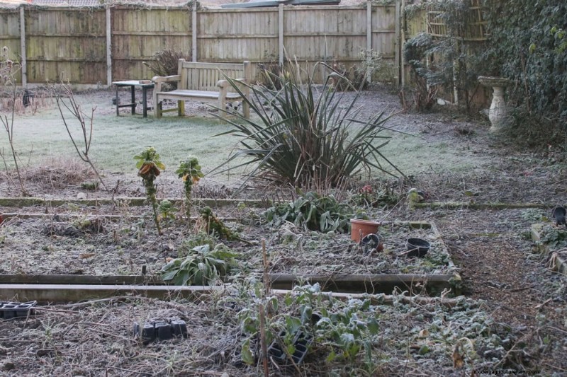 Door de winter beschadigde tuinbedden:11 reparatie- en restauratietips 