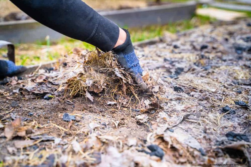 Door de winter beschadigde tuinbedden:11 reparatie- en restauratietips 