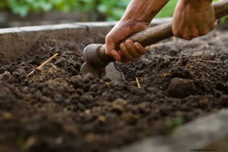 Door de winter beschadigde tuinbedden:11 reparatie- en restauratietips 