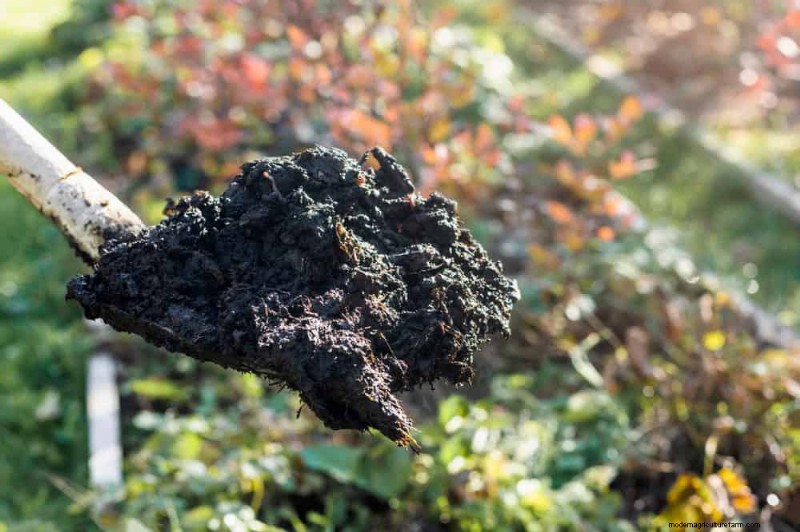 Door de winter beschadigde tuinbedden:11 reparatie- en restauratietips 