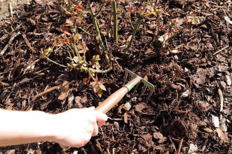 Door de winter beschadigde tuinbedden:11 reparatie- en restauratietips 