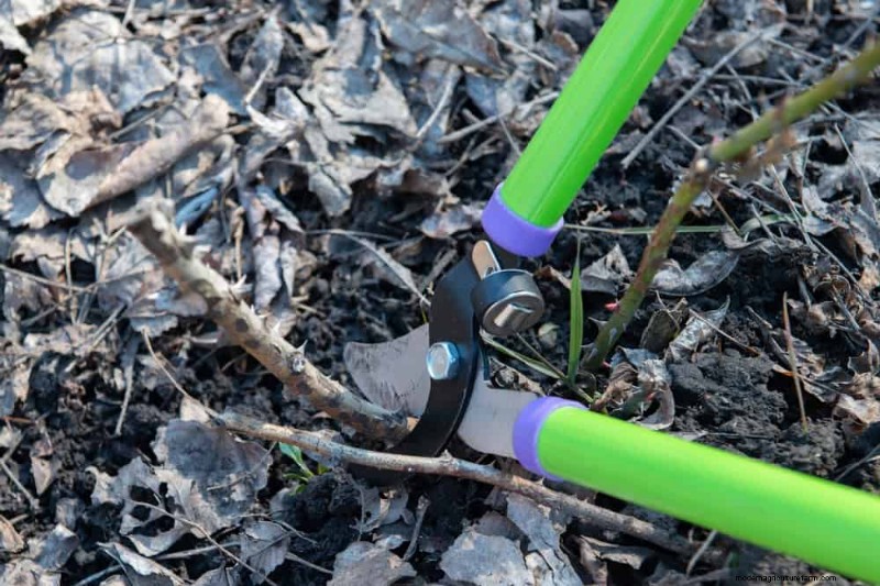 Door de winter beschadigde tuinbedden:11 reparatie- en restauratietips 