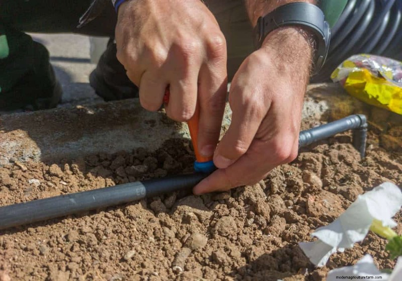 Door de winter beschadigde tuinbedden:11 reparatie- en restauratietips 