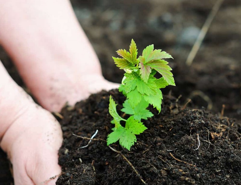 Door de winter beschadigde tuinbedden:11 reparatie- en restauratietips 