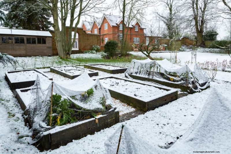 Door de winter beschadigde tuinbedden:11 reparatie- en restauratietips 