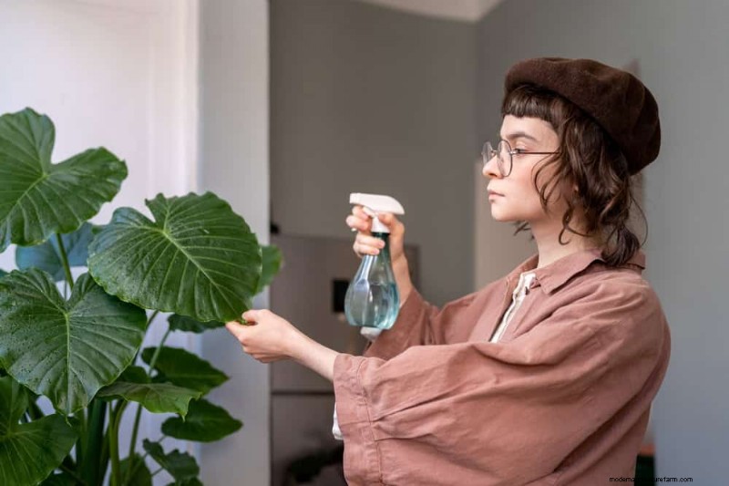 Snelgroeiende kamerplanten:breng direct groen bij u thuis 