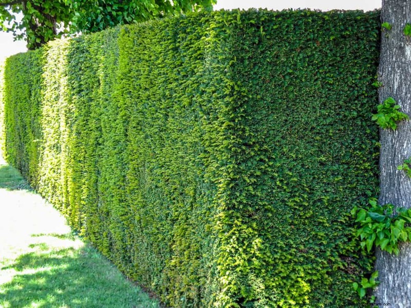 Beste struiken voor privacy:creëer een mooi levend hek 