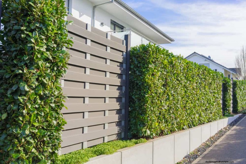 Beste struiken voor privacy:creëer een mooi levend hek 