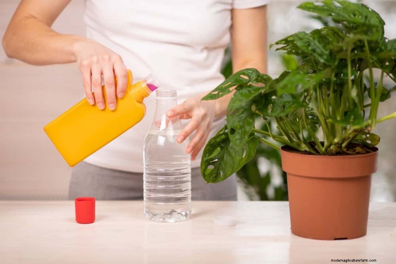Pflanzendüngung im Winter:Wichtige Tipps für gedeihendes Grün 