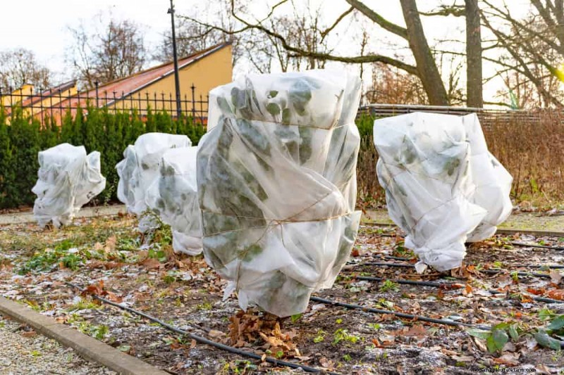 Pflanzendüngung im Winter:Wichtige Tipps für gedeihendes Grün 
