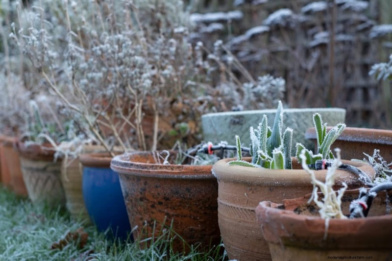 Pflanzendüngung im Winter:Wichtige Tipps für gedeihendes Grün 
