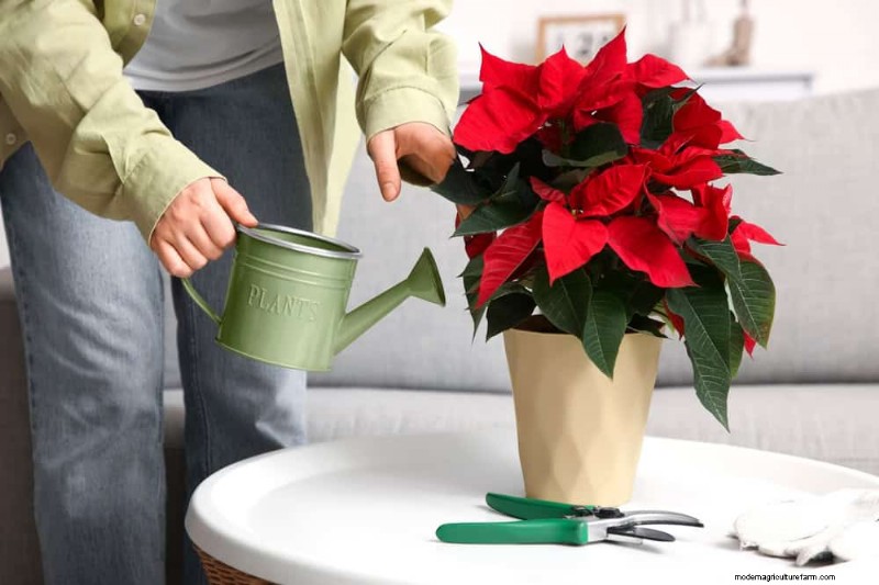 Pflanzendüngung im Winter:Wichtige Tipps für gedeihendes Grün 