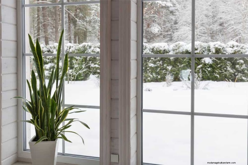 Pflanzendüngung im Winter:Wichtige Tipps für gedeihendes Grün 