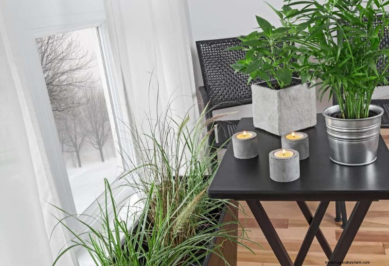 Pflanzendüngung im Winter:Wichtige Tipps für gedeihendes Grün 