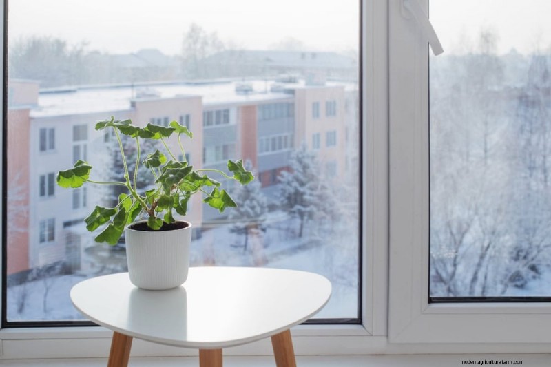 Pflanzendüngung im Winter:Wichtige Tipps für gedeihendes Grün 