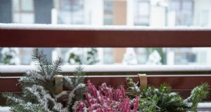 冬の植物の手入れ:植物を成長させるための月ごとのガイド 
