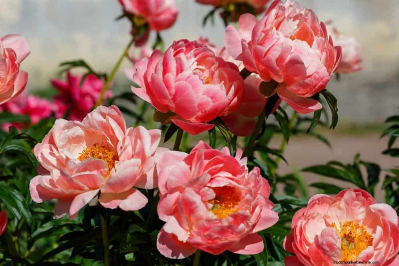20 splendide piante perenni per un giardino vivace e che richiede poca manutenzione 