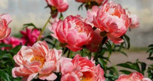 20 prachtige vaste planten voor een levendige en onderhoudsarme tuin 