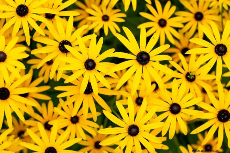20 splendide piante perenni per un giardino vivace e che richiede poca manutenzione 