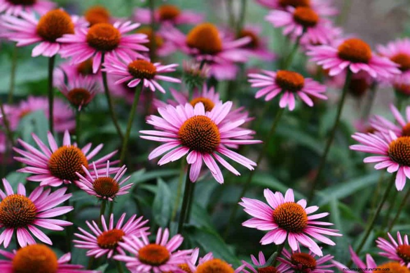 20 splendide piante perenni per un giardino vivace e che richiede poca manutenzione 