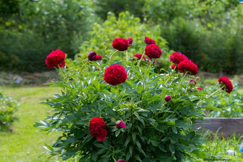 20 splendide piante perenni per un giardino vivace e che richiede poca manutenzione 