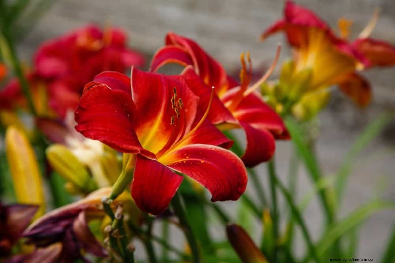 20 splendide piante perenni per un giardino vivace e che richiede poca manutenzione 