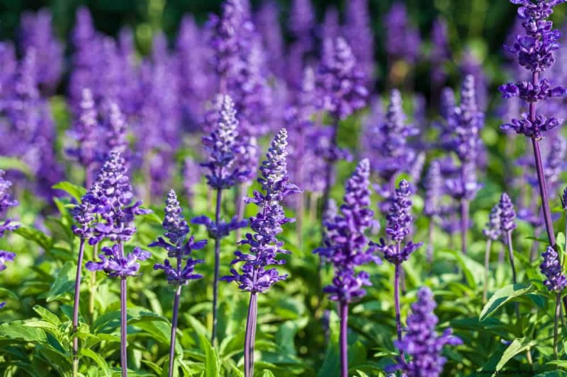 20 splendide piante perenni per un giardino vivace e che richiede poca manutenzione 