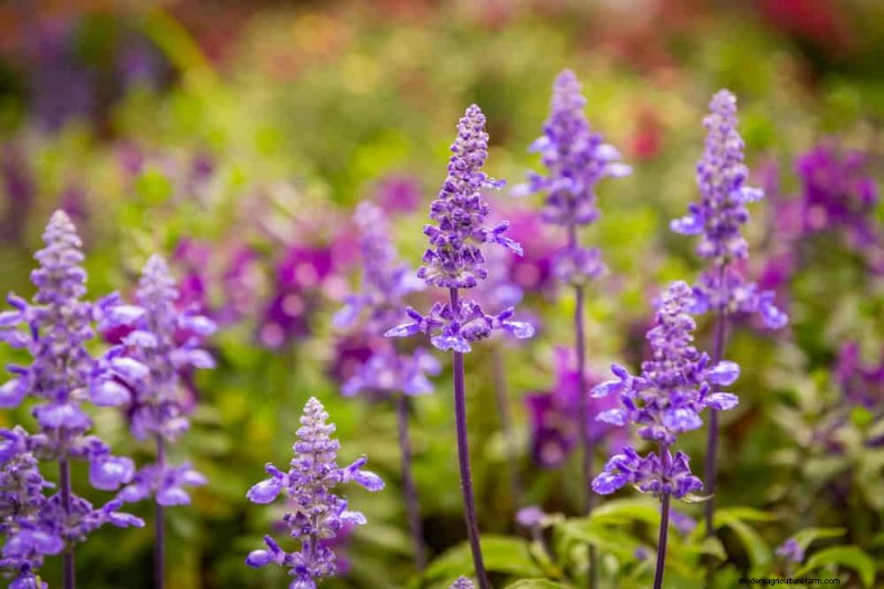 20 splendide piante perenni per un giardino vivace e che richiede poca manutenzione 