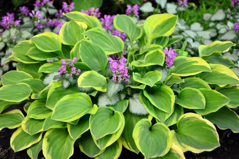 20 splendide piante perenni per un giardino vivace e che richiede poca manutenzione 