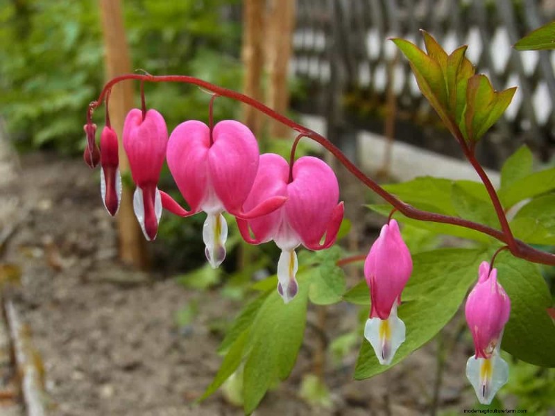 20 splendide piante perenni per un giardino vivace e che richiede poca manutenzione 