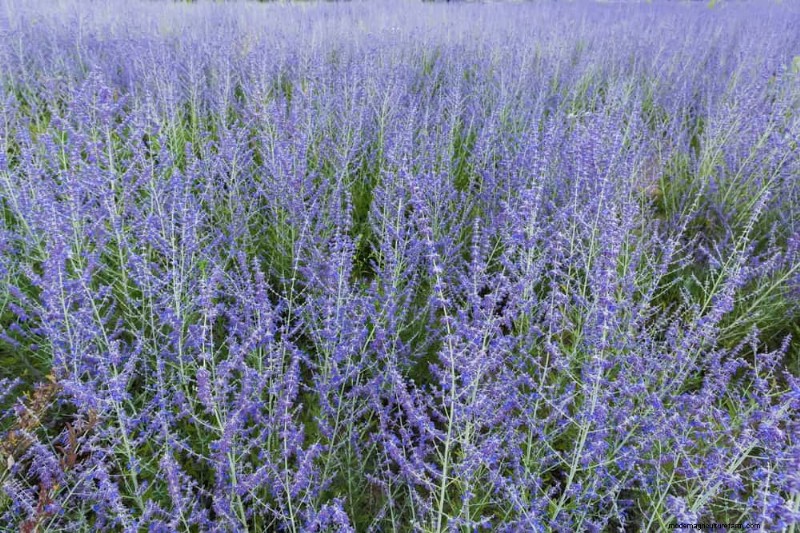 20 splendide piante perenni per un giardino vivace e che richiede poca manutenzione 