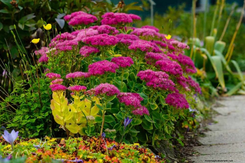 20 splendide piante perenni per un giardino vivace e che richiede poca manutenzione 
