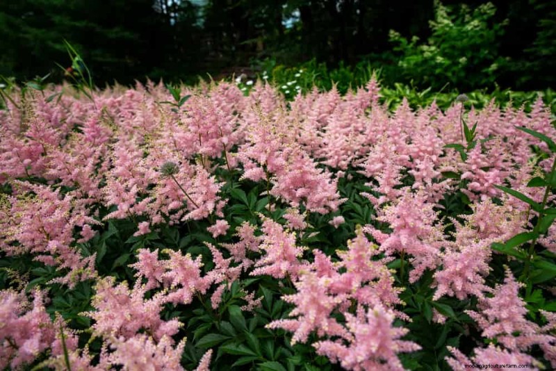 20 splendide piante perenni per un giardino vivace e che richiede poca manutenzione 