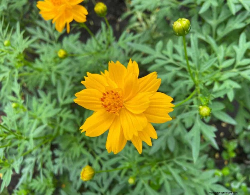 20 splendide piante perenni per un giardino vivace e che richiede poca manutenzione 