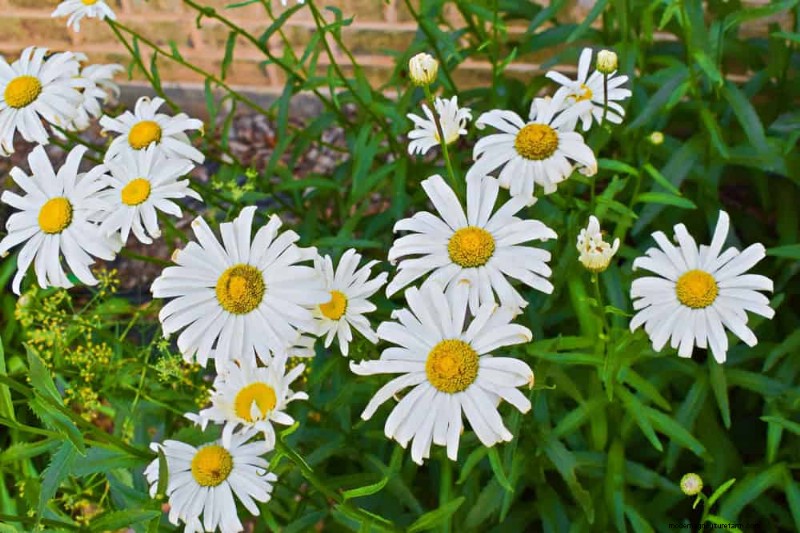 20 splendide piante perenni per un giardino vivace e che richiede poca manutenzione 