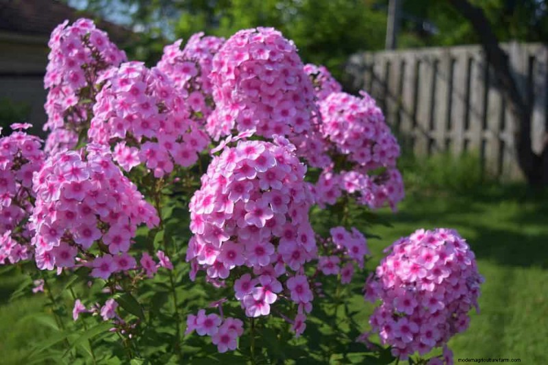 20 splendide piante perenni per un giardino vivace e che richiede poca manutenzione 