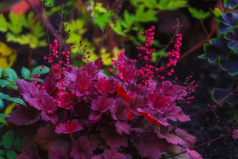 20 splendide piante perenni per un giardino vivace e che richiede poca manutenzione 
